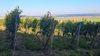 Registrovaný, obrábaný vinič 14,7 áru - 7