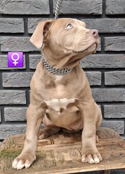 🔥 AMERICAN BULLY 🔥 - 7