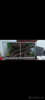 Pagekon riasnatý - 7