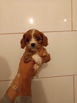 Cavapoo - 7
