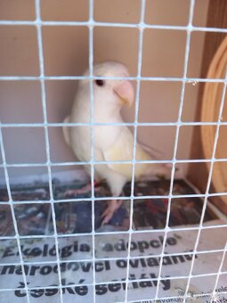 Agapornis ružovohrdlý - 7