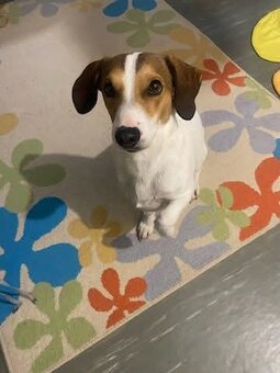 Beagel x Jack Russel teriér - 7