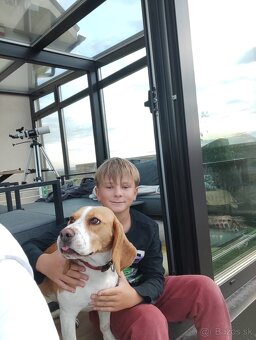 Beagle ,Bigl - 7