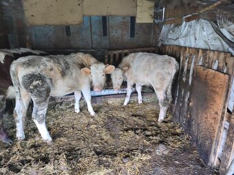 Predám jalovice - 7