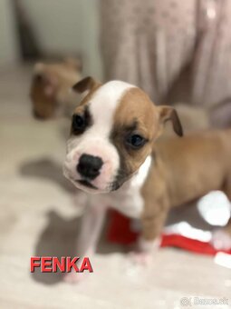 Predam amstaff/stafford - 7