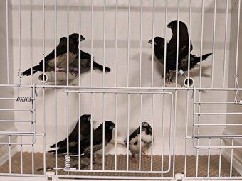 Pestunka japonska - 7