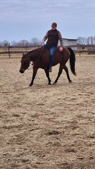 Quarter horse - 7