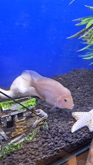 Americke cichlidy Amphilophus Citrinellus a skalare zlaté - 7