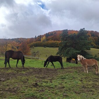 Pastvinové ustajnenie - 7