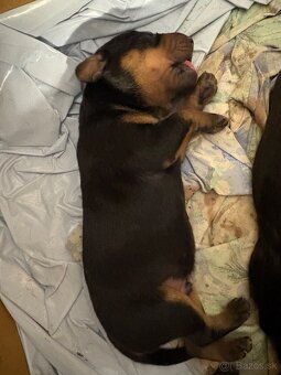 Tatranský durič x Slovenský kopov - 7