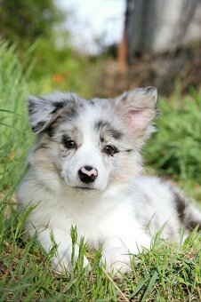 Border kólia,border collie,borderka bez PP - 7
