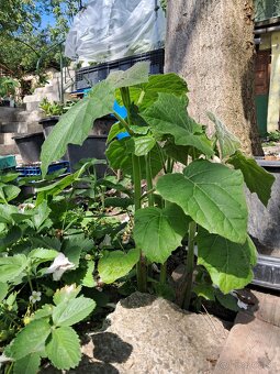 Cisarsky strom Paulownia a Aloe vera - 7