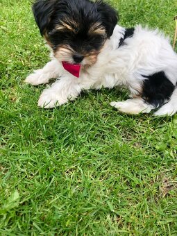 Predám Yorkshire Biwer Terrier - 7