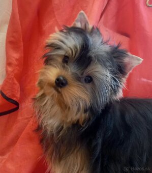 YORKSHIRE TERRIER s PP - 7
