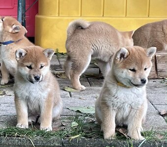 Shiba inu  s PP  /FCI / - 7