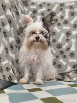 yorkshirsky teriér - yorki - biewer - 7