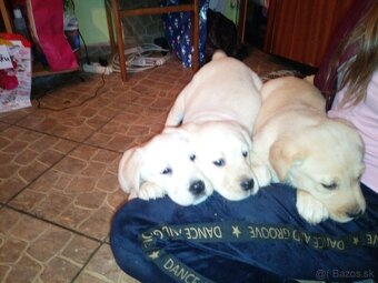 Labrador retriever - 7