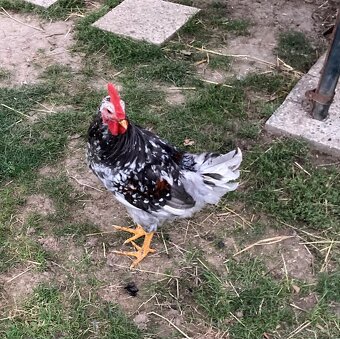 Predám kohútov Švédska kvetina a Leghorn 19 tyždňov - 7