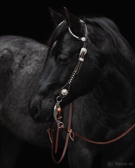 Pripúšťanie American Quarter Horse - 7