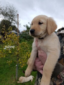Šteniatka zlatý retriever - 7