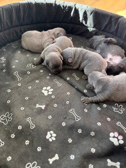 Francúzsky buldoček modré šteniatka - 7