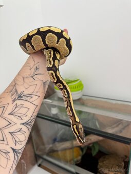 Pytón s celým vybavením - 7