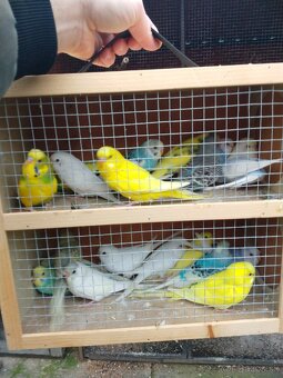 Andulky, zebričky, neofémy - 7