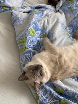 Ragdoll na krytie - 7