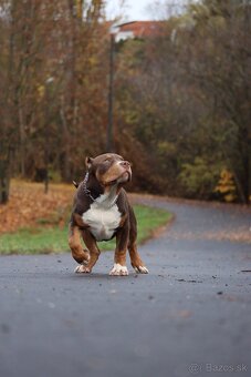 American Bully XL (Pitbull XXL) - 7