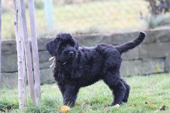 Bradáč veľký čierny s PP - 7