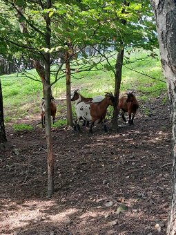 Holandska mini koza a baran Quessant - 7