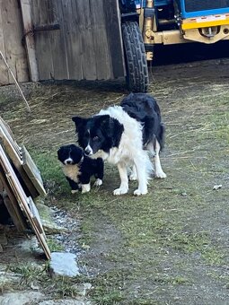 Šteniatko border kólie - 7