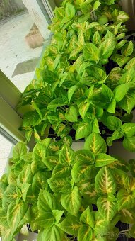 Zelené coleusy - koleusy - žihľavky - 7