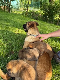 Belgický ovčiak malinois - 7