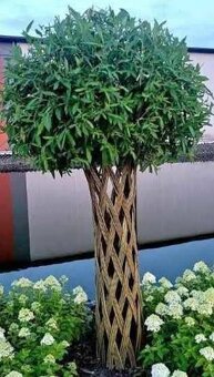 Pletená Vŕba americana salix - 7