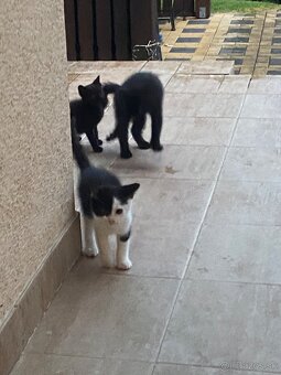 DARUJEME 3 ROZTOMILÉ MAČIATKA DO DOBRÝCH RÚK 🐾 - 7