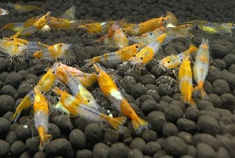 Krevetky,ryby,slimáky - 7