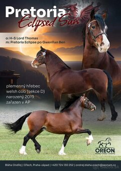 Prodám hřebce Welsh cob D - SPĚCHÁ - 7