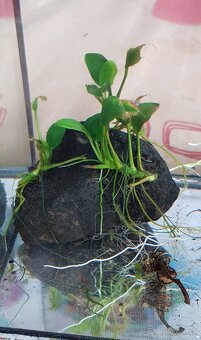 Anubias - 7