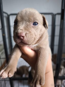 American Bully Standard - 7