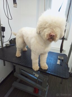 Lagotto Romagnolo - 7