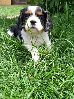 Cavalier king charles španiel - 7