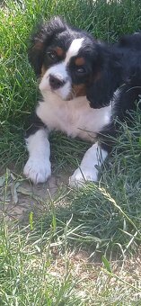 Cavalier king charles španiel - 7