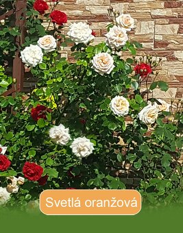 Predám popínavé ruže (ruža) - 7