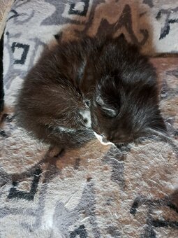 Mainska myvalia s PP - 7