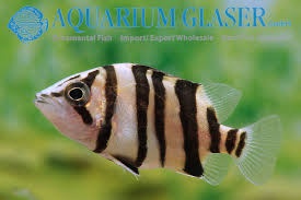 import 3-2025 - 7