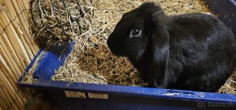 Ročný zajačik - 7