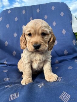 Steniatka anglicky kokerspaniel zlaty - 7