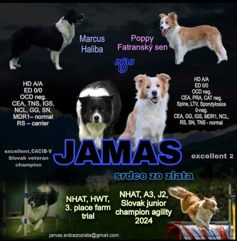 Border kolia s PP - 7