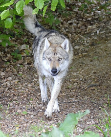 šteniatka československy vlčiak - 7